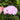 Shiny Slowpoke Sticker